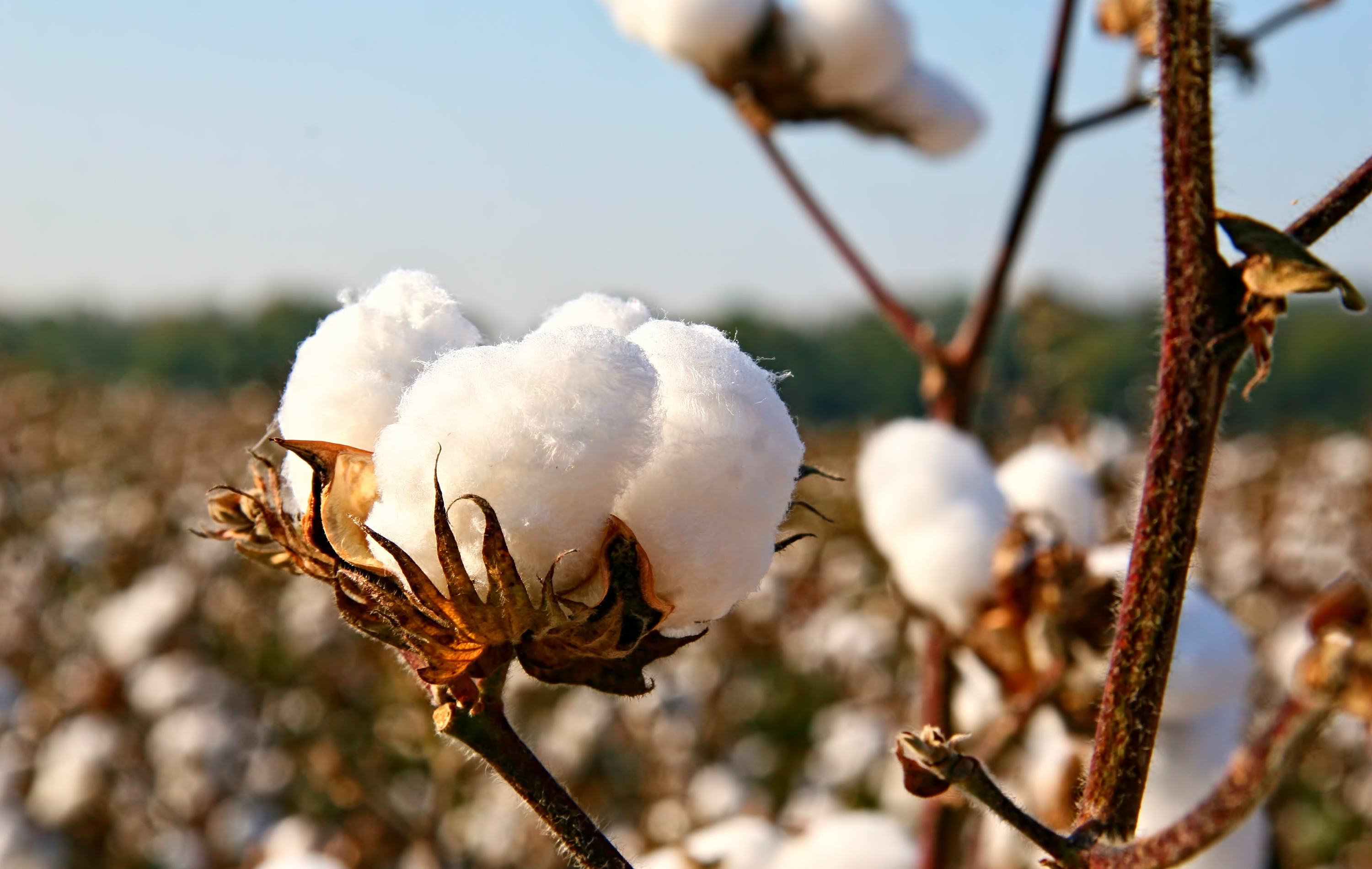 Coton bio, coton recyclé et coton conventionnel - Dream Act